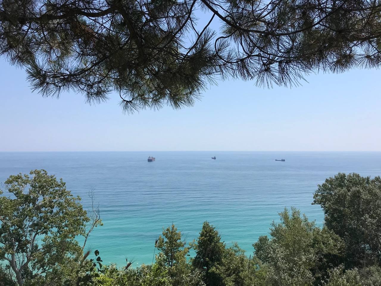 Борови клони над морето